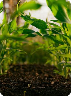 Pesticide industry